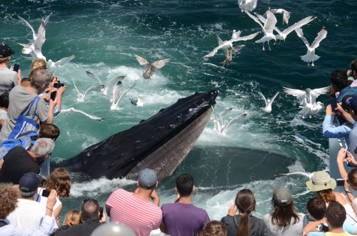 Boston Whale Watching Boston City Cruises 